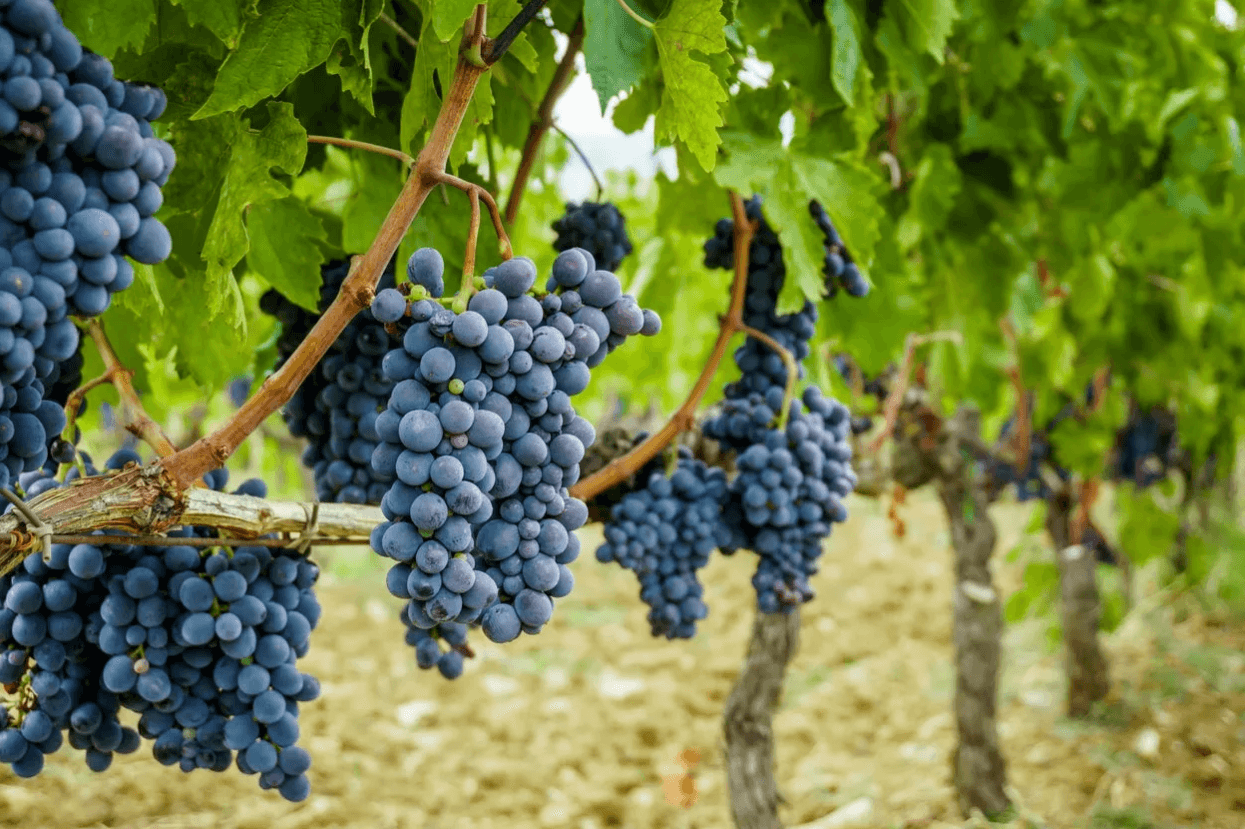 Best Wineries Near Dahlonega for a Weekend Getaway